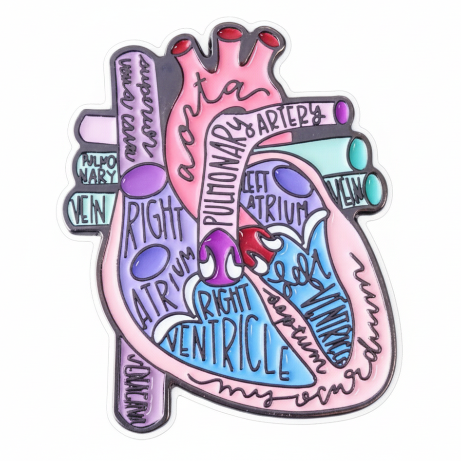 Anatomical Heart