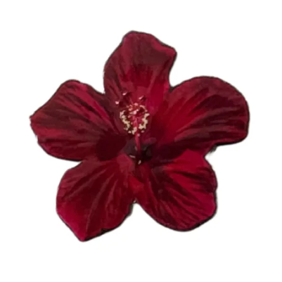 Hibiscus Flower