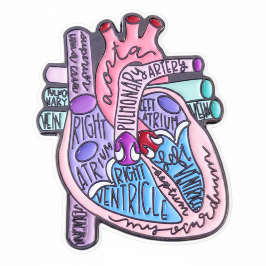 Anatomical Heart